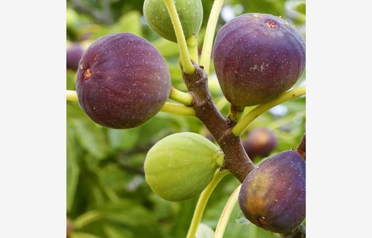 Figovník Brown Turkey 40-70 cm, kont. 9 l