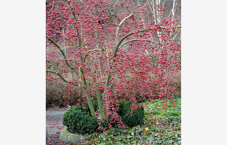 Okrasná jabloň Red Sentinel na kmienku, výška 250-300 cm, obvod kmeňa 6-8 cm, kont. 35 l