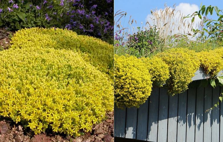 Rozchodník prudký Yellow Queen - Sedum acre, kont. 0,5 l