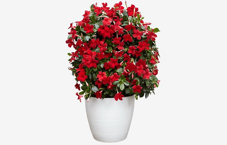 Mandevila Sundaville Beauty Vermillion - Dipladenia, kont. 0,7 l