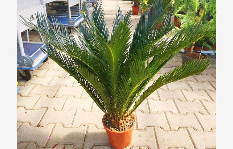 Cykas revoluta 40-60 cm, kont. p17