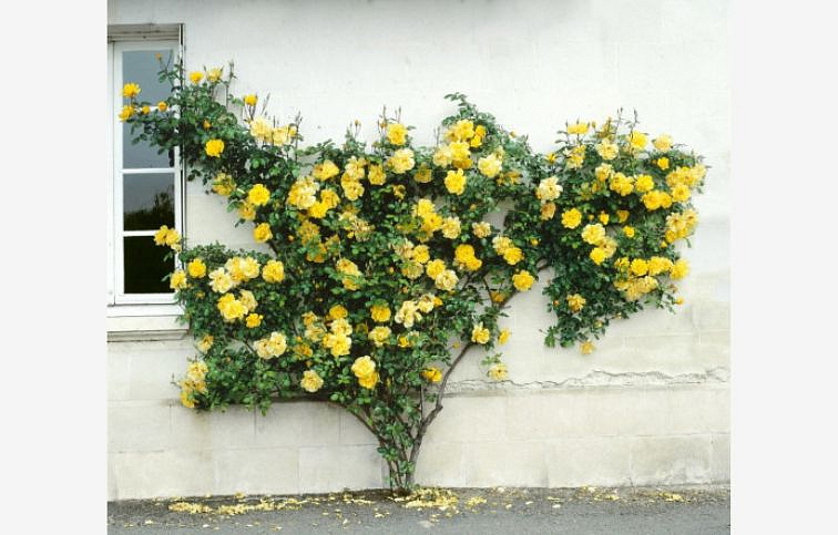 Ruža popínavá žltá 140-200 cm, kont. 5 l