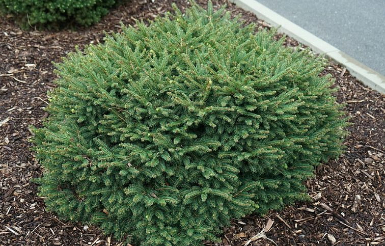 Smrek omorika Karel 20-40 cm, kont. 2 l