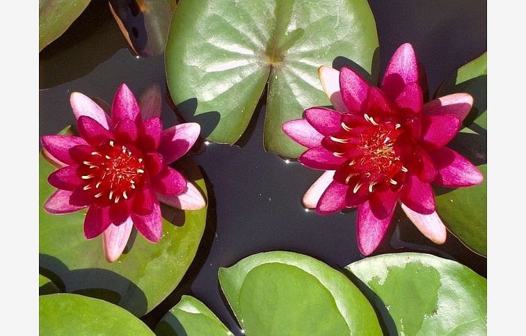 Lekno Burgundy Princess Red, kont. p11