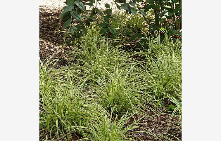 Ostrica japonská Vanilla Ice - Carex morrowii, kont. 0,5 l