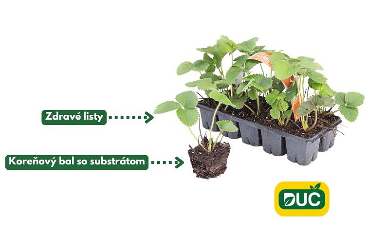 Frigo sadenice jahôd