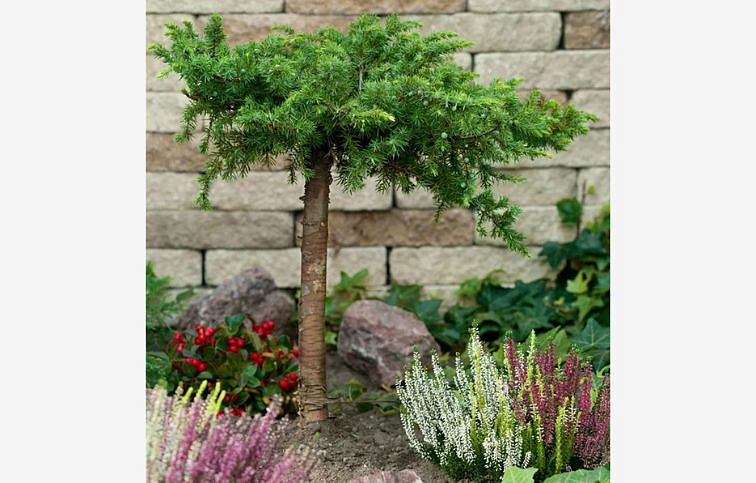 Borievka pobrežná Schlager na kmienku 50-60 cm, kont. 5 l