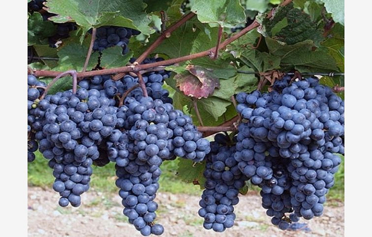 Vinič Japonská Isabella rezistentný 40-60cm, kont. 2 l