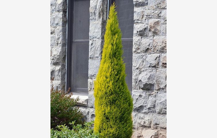 Cyprus Goldcrest Wilma 30-50 cm, kont. p14