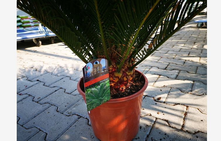 Cykas revoluta 70-80 cm, kont. p24