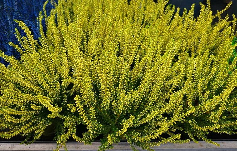 Vres Garden Girls farbený žltý, kont. p11