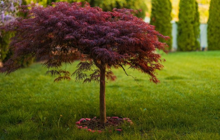 Javor dlaňovitolistý Inaba-Schidare na kmienku 110-120 cm, obvod kmeňa 8-10cm, kont. 30 l