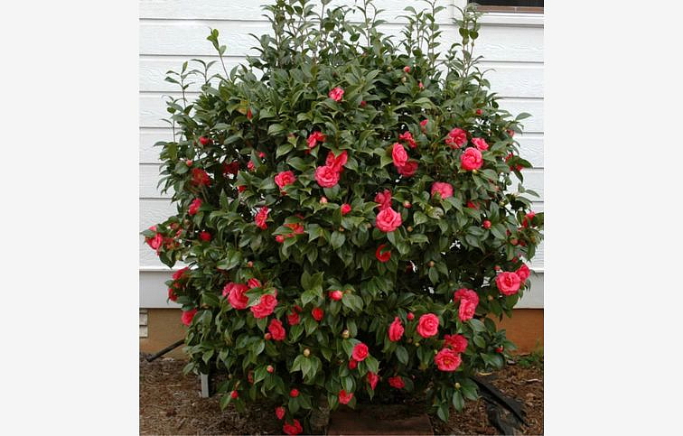 Kamélia japonská Lady Campbell 50-60 cm, kont. p15