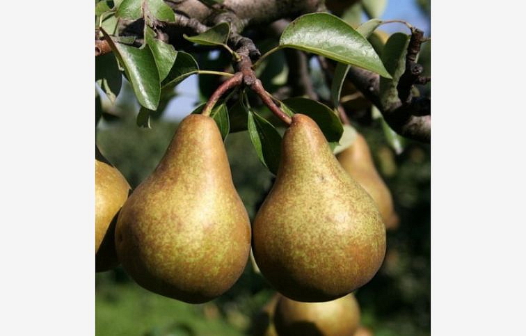Hruška Boscova fľaška, podpník Kaukazská hruška, voľnok.