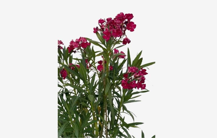 Oleander červený 110-130 cm, kont. 18 l