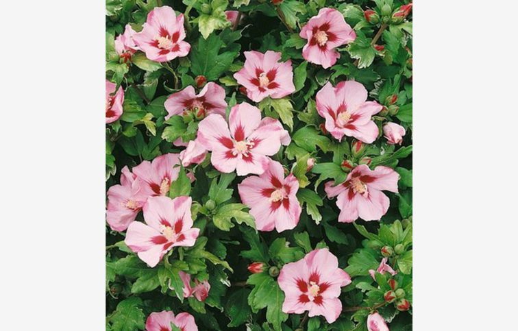 Ibištek sýrsky HAMABO na cca 60cm kmienku, výška 100-110cm, kont. 5 l