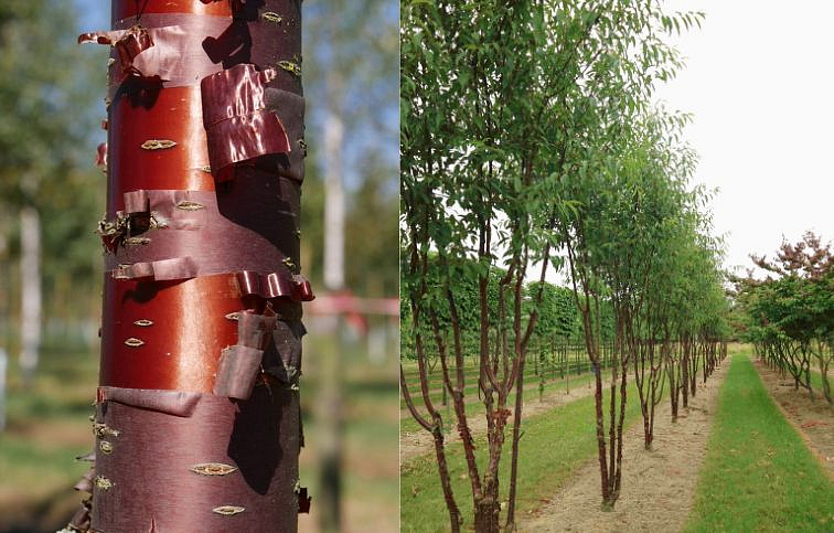 Čerešňa tibetská Branklyn viackmeň 190-240 cm, kont. 25 l
