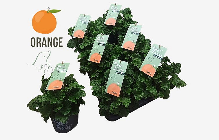 Muškát vonný Orange - Pelargonium odoratissimum, kont. p12