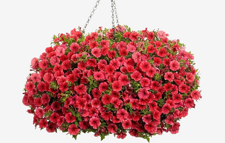 Petúnia Supertunia Vista Mini Vista Coral, kont. 0,5 l