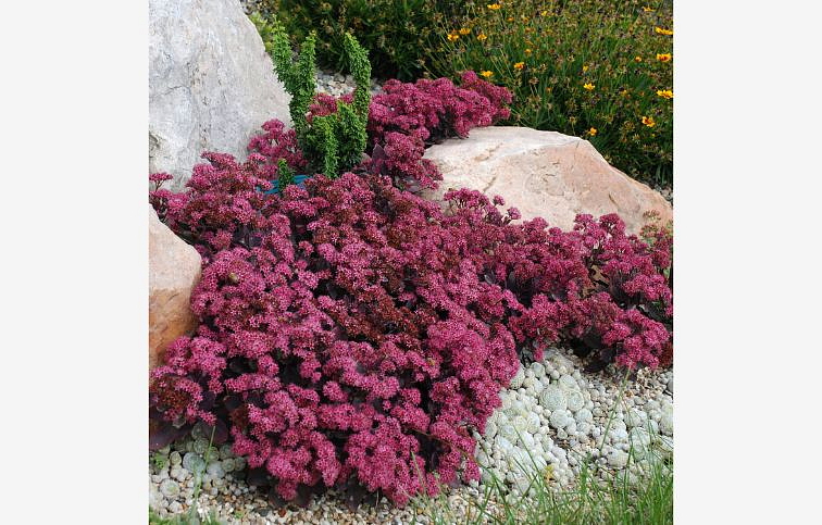 Rozchodník hybridný SunSparkler Plum Dazzled - Sedum, kont. 0,5 l