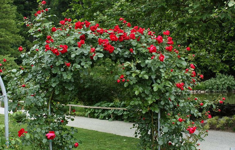 Ruža popínavá Florentina 140-200 cm, kont. 5 l