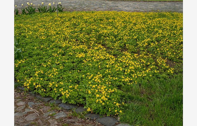 Valdštajnka trojpočetná - Waldsteinia ternata, kont. 0,5 l