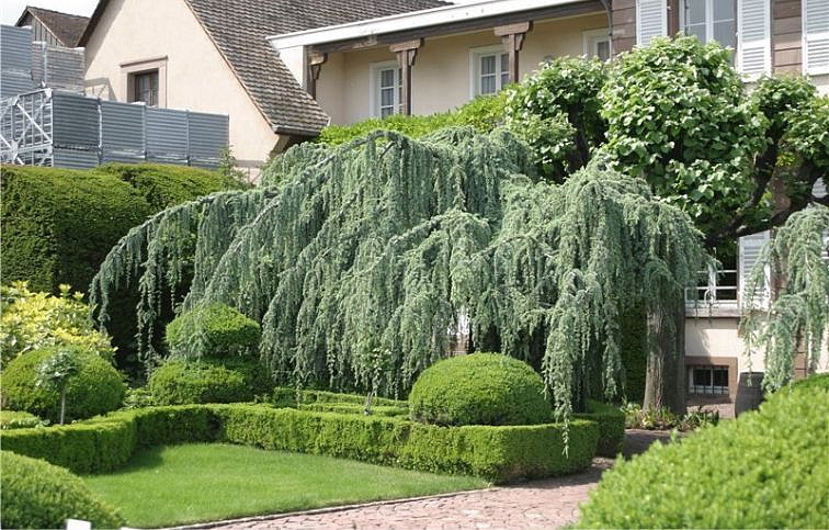 Céder libanónsky Glauca pendula 50-70cm, kont. p19