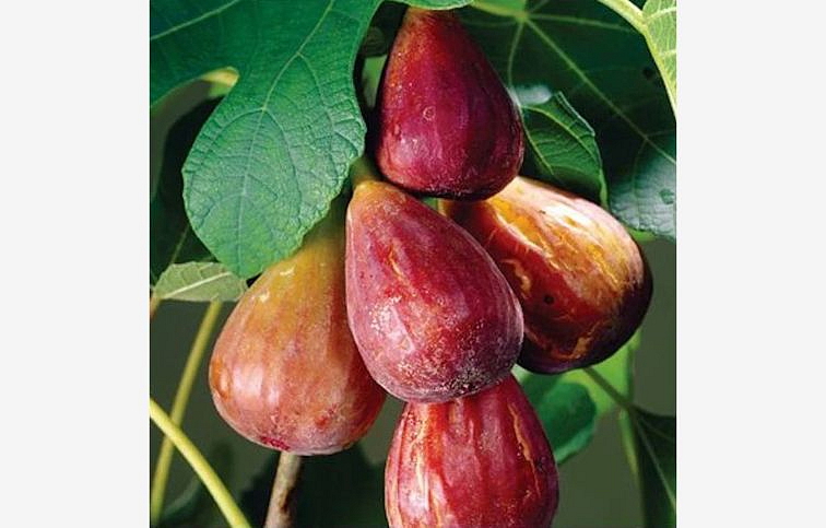 Figovník Portogallo na 80-100cm kmienku, výška 150-180cm, obv. km. 6-8cm, kont. 10 l