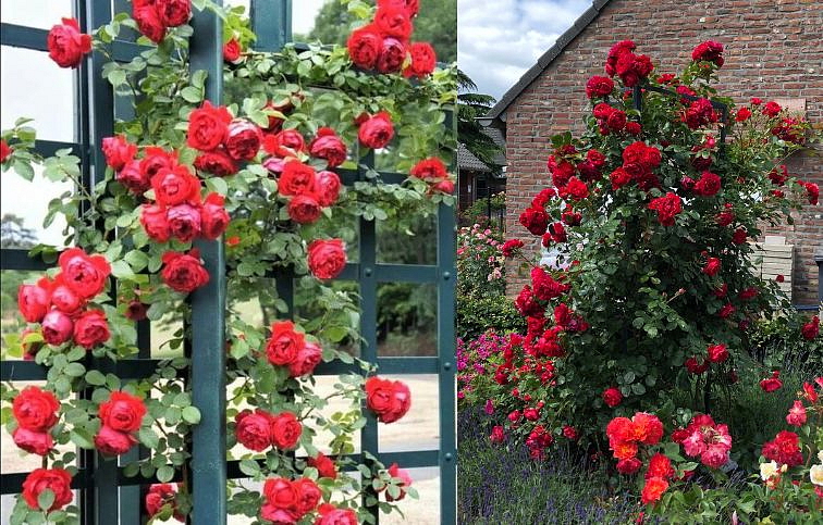 Ruža popínavá Florentina 140-200 cm, kont. 5 l