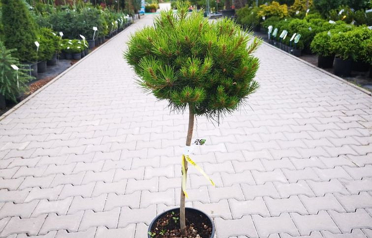 Borovica čierna PIERRICK BREGEON na kmienku, výška 80-90 cm, kont. 9 l