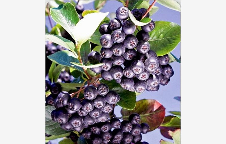 Arónia Nero na kmienku 120-140 cm, voľnok.