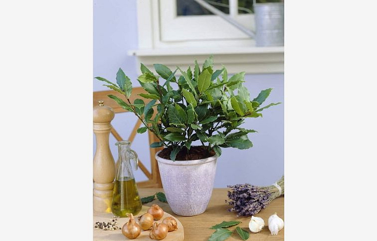 Vavrín pravý - Bobkový list 20-40 cm, kont. p14