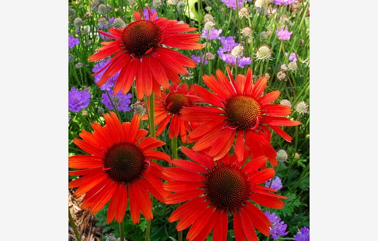 Echinacea purpurová Hot Lava, kont. 1 l