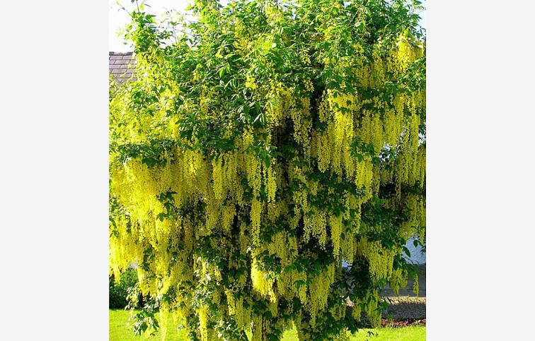 Štedrec previsnutý Vossii 130-150cm, kont. 5 l