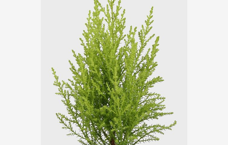 Cyprus Goldcrest Wilma duo boll na kmienku 60-75cm, kont. p14