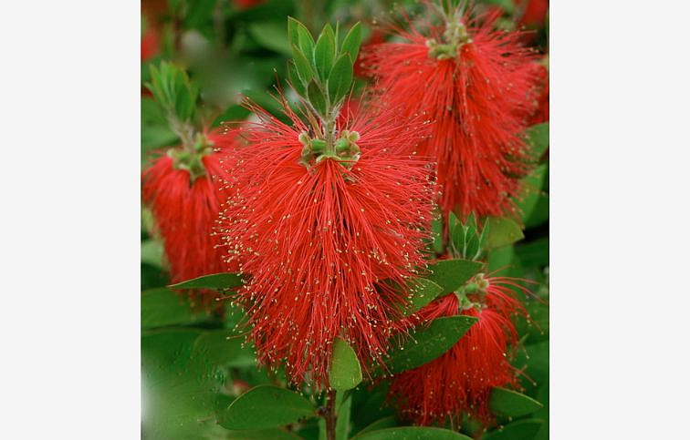 Tyčinkovec LAEVIS na kmienku 110-120 cm, kont. 9 l