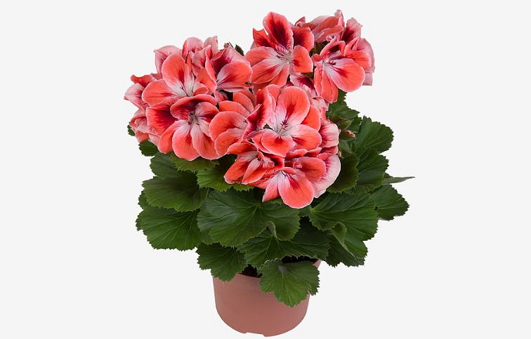 Muškát veľkokvetý Aristo Mandarin - Pelargonium, kont. 0,7 l