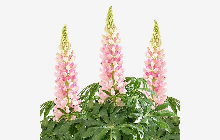 Lupina Pink Shades, kont. 0,5 l