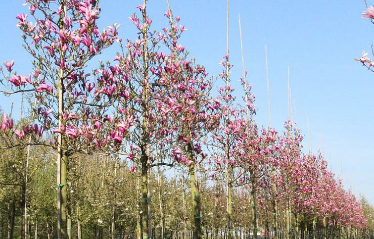 Magnólia Susan na 80-90cm kmienku, výška 140-160cm, kont. 15 l