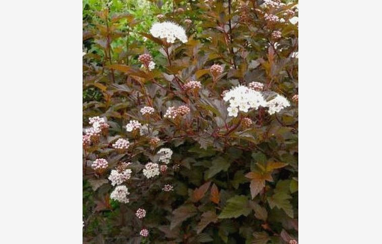 Tavoľa kalinolistá Schuch 20-40cm - Physocarpus opulifolius kont. 2 l