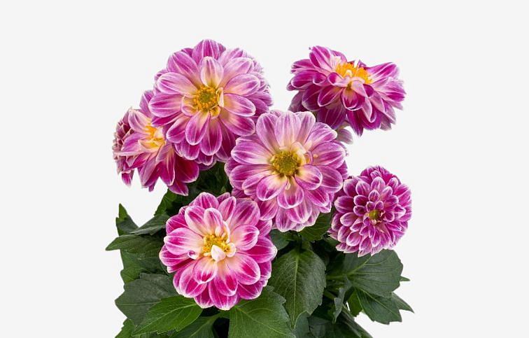 Georgína Labella Medio Fun Rose Fun - Dahlia, kont. 0,7 l