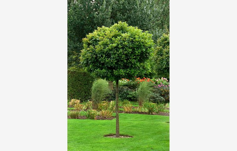 Dub močiarny Green Dwarf na 200-220cm kmeni, v. 240-280cm, obv. kmeňa 6-8cm, kont. 18-25l