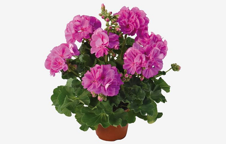 Muškát vzpriamený Dolomites Blue - Pelargonia, kont. 0,7 l