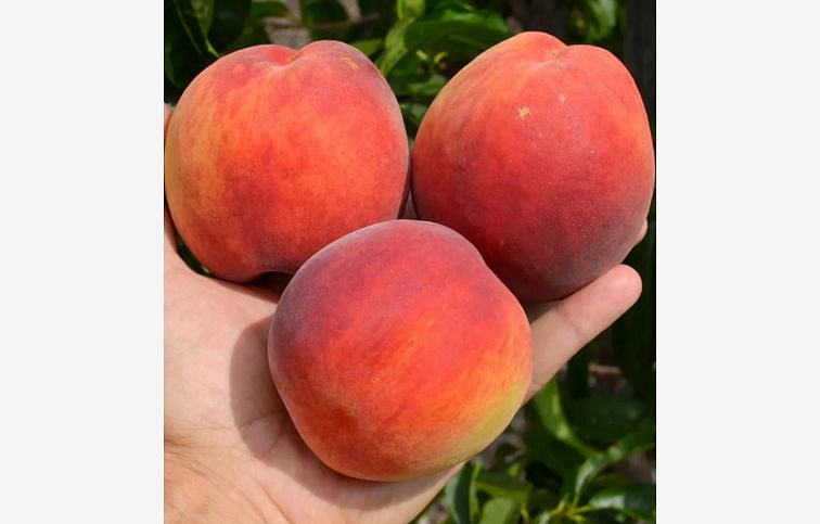 Broskyňa Inka, podpník Rakoniewická, voľnok.