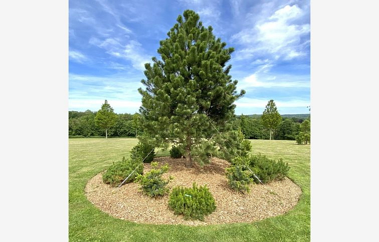 Borovica čierna 40-60cm - Pinus nigra kont. 3 l