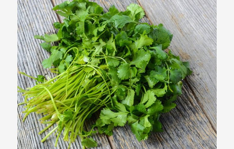 BIO Koriander, kont. p12