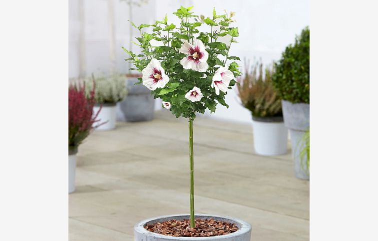 Ibištek sýrsky Red Heart na 70-80 cm kmienku, výška 100-120 cm, kont. C5