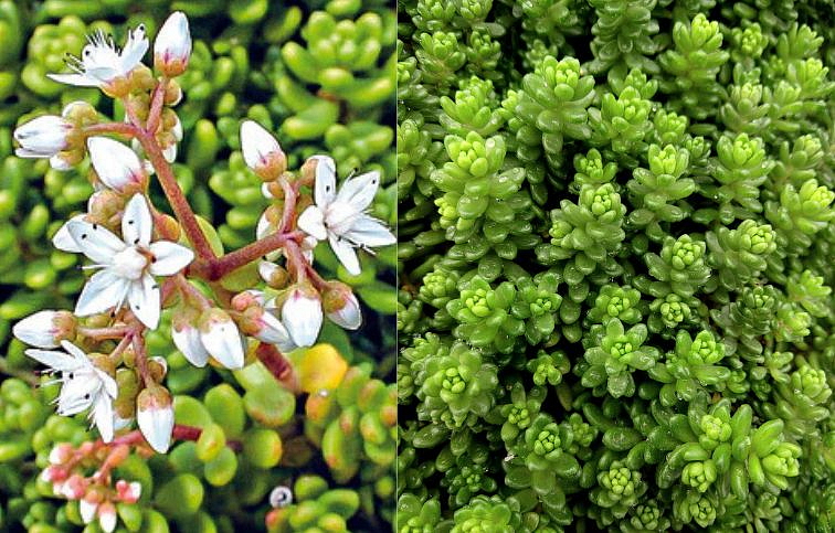 Rozchodník biely Athoum - Sedum album, kont. 0,5 l