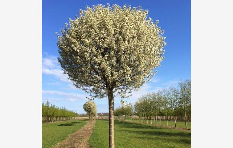 Višňa krovitá Globosa na 200-220cm kmienku, výška 240-280cm, obvod kmeňa 8-10cm, kont. 25l