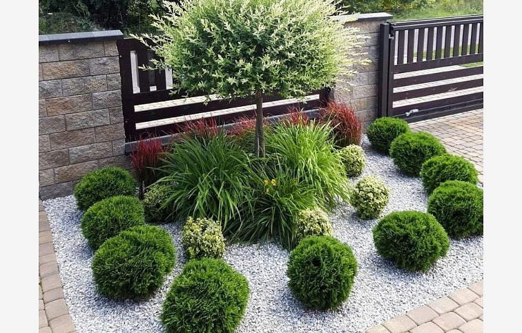 Tuja západná DANICA cca 30 cm, priemer 30-35 cm, kont. 9 l